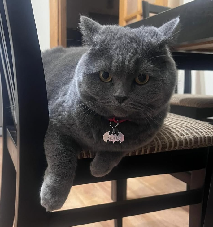 Hero Bat Dog ID Tag