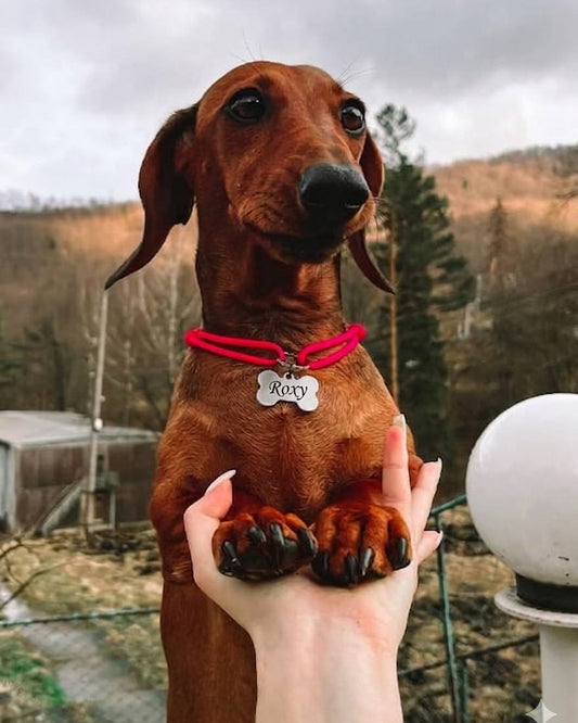 Custom Engraved Dog ID Tag – Bone Shape