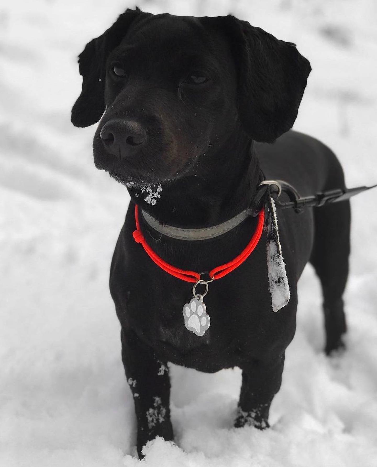 Paw Outline ID Tag