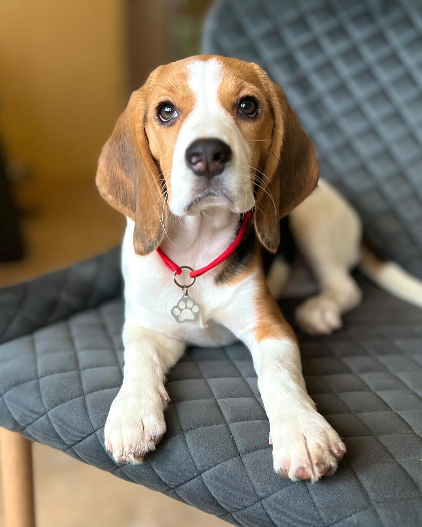 Paw Outline ID Tag