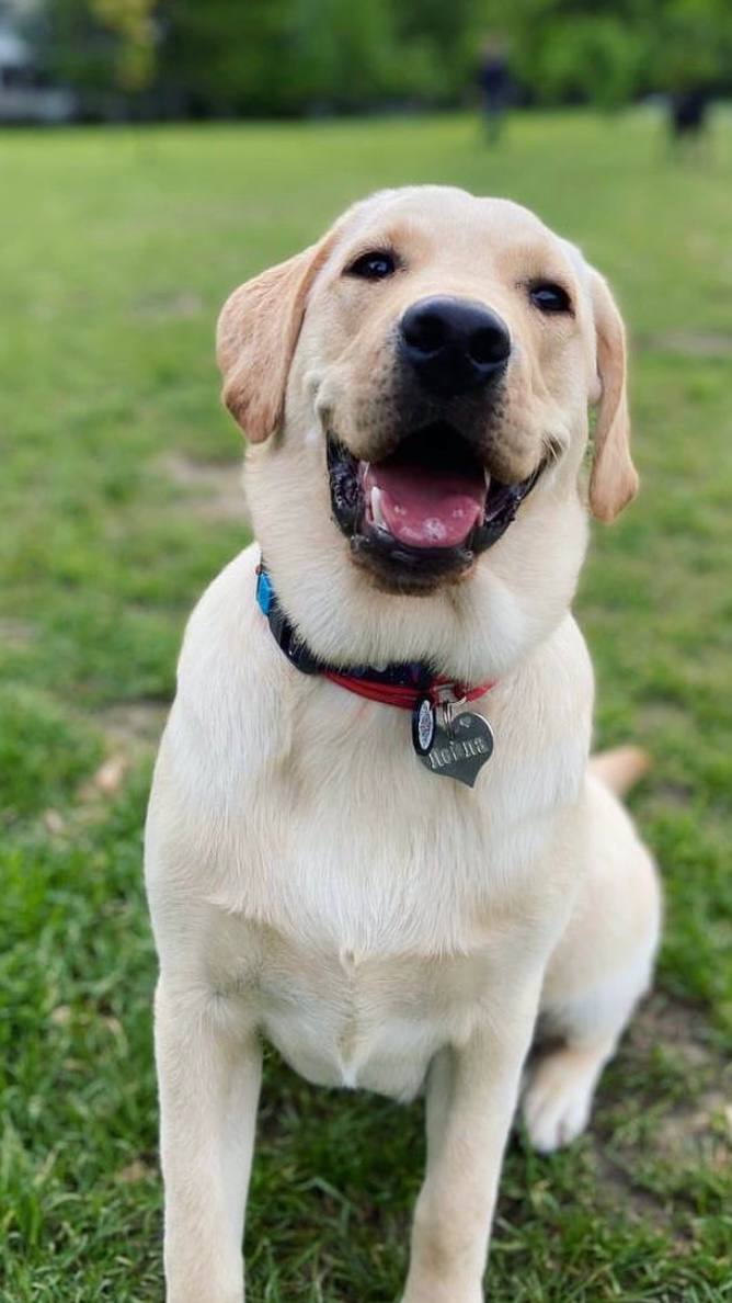 Paw Outline ID Tag