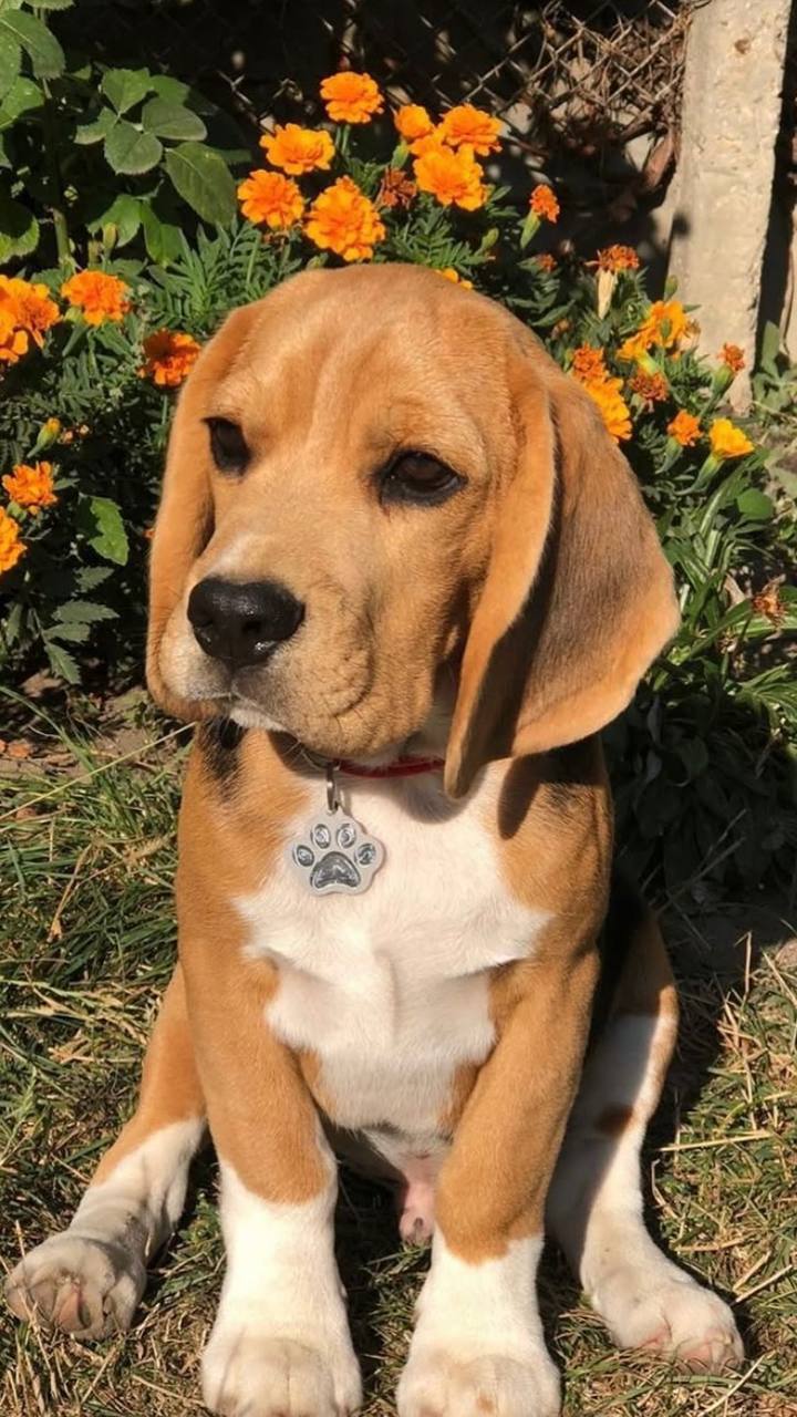 Paw Outline ID Tag