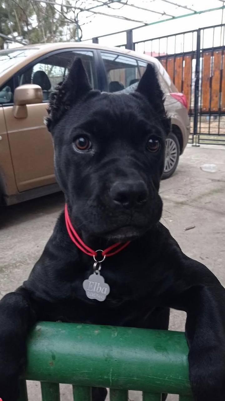 Paw Outline ID Tag