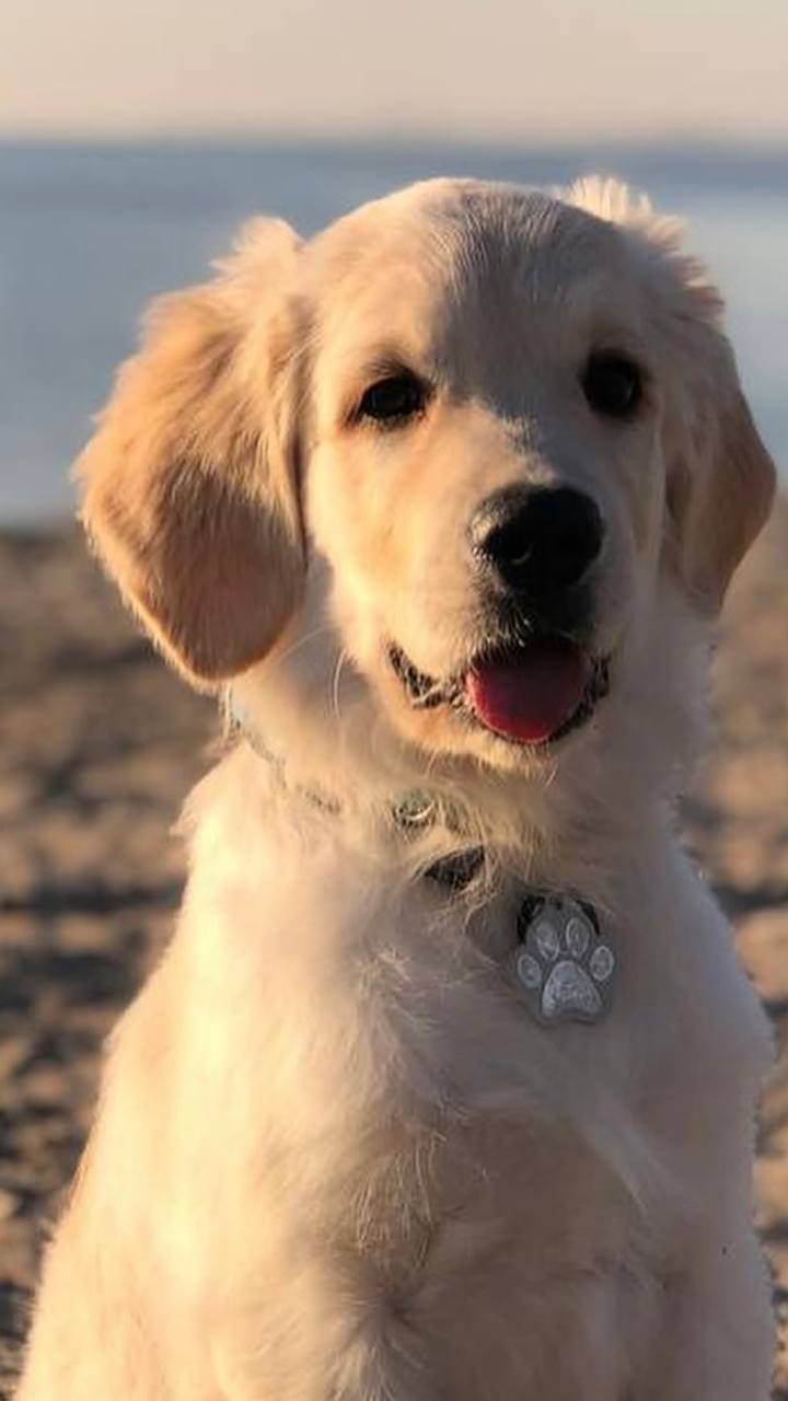 Paw Outline ID Tag