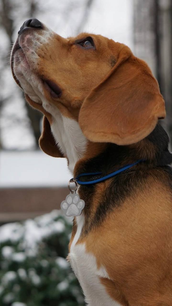 Paw Outline ID Tag