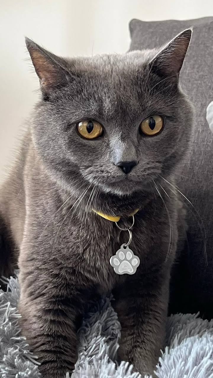 Paw Outline ID Tag