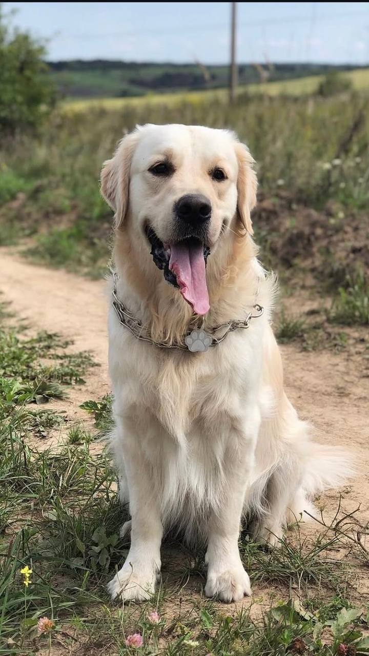Paw Outline ID Tag